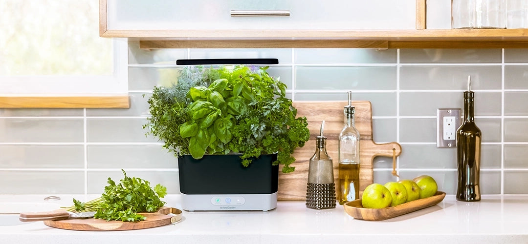 Best Aerogarden Buys for Beginners