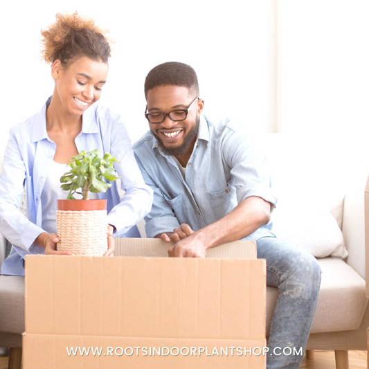 50 Reasons to Send Someone a Houseplant